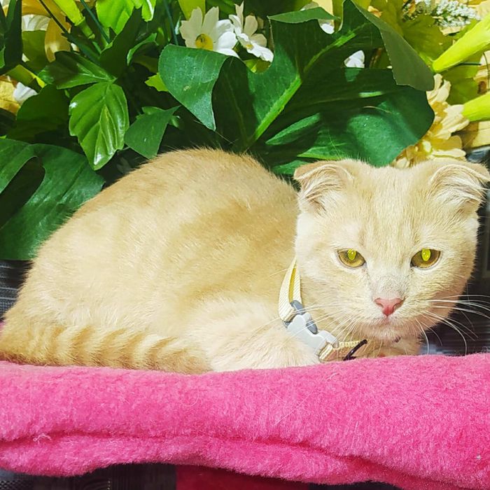 Шотландские вислоухие котята