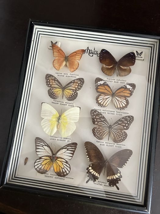 Quadro Borboletas Reais