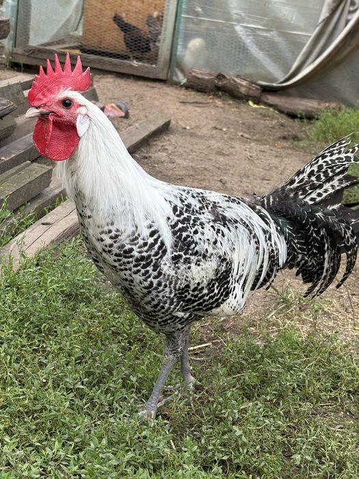 Sprzedam koguty, zielononóżka, marans, araucana, australorp, serama