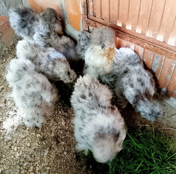 Casal Sedosas Japão Barbudas