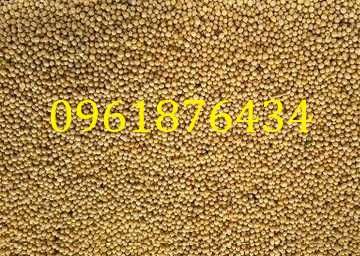 Горчица белая гірчиця  семена насіння сидерат