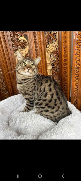 Продам котика Саванна Ф5