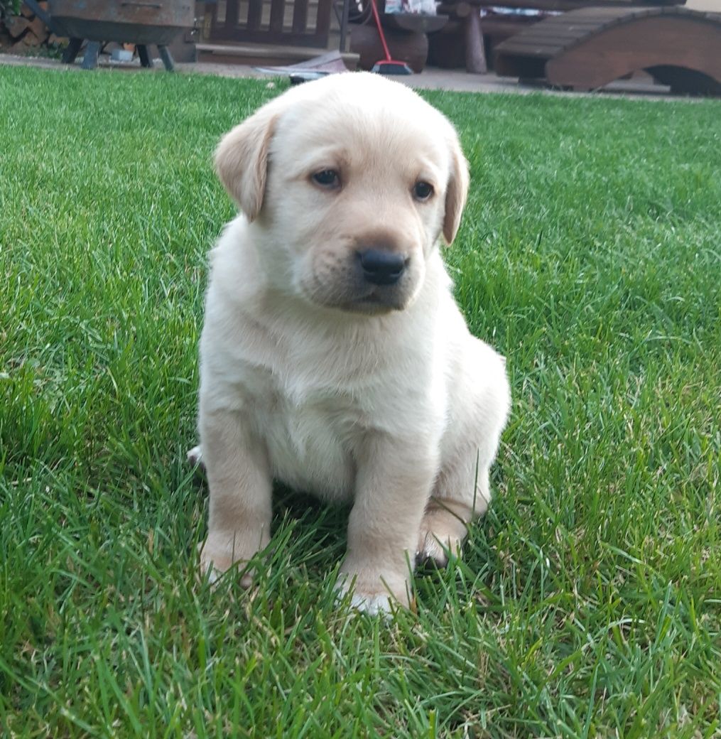 Labrador retriever szczeniaki zostały 2