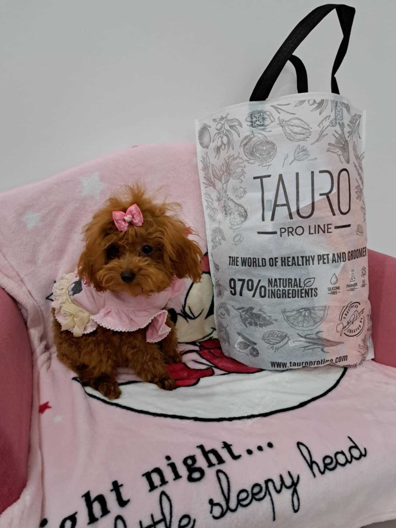 mini suczka pudel toy red  teacup  z rodowodem FCI do odbioru