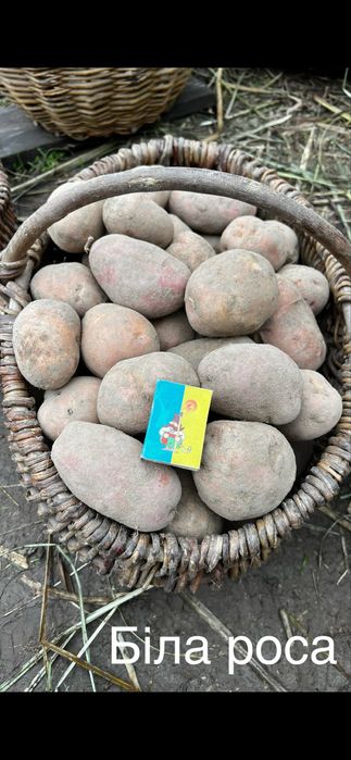 Продам картоплю різних сортів 10 грн за кг