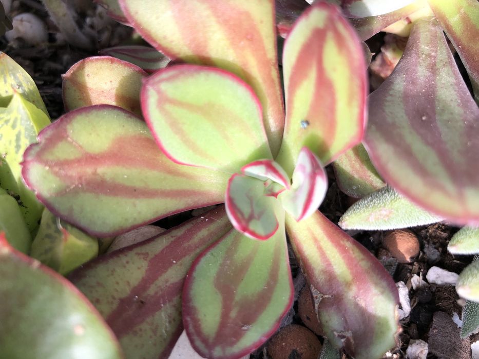 Suculentas - plantas vivas