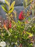 Callistemon 'Laevis', Kuflik, Ø30cm, pień 60cm, czerwone kwiaty