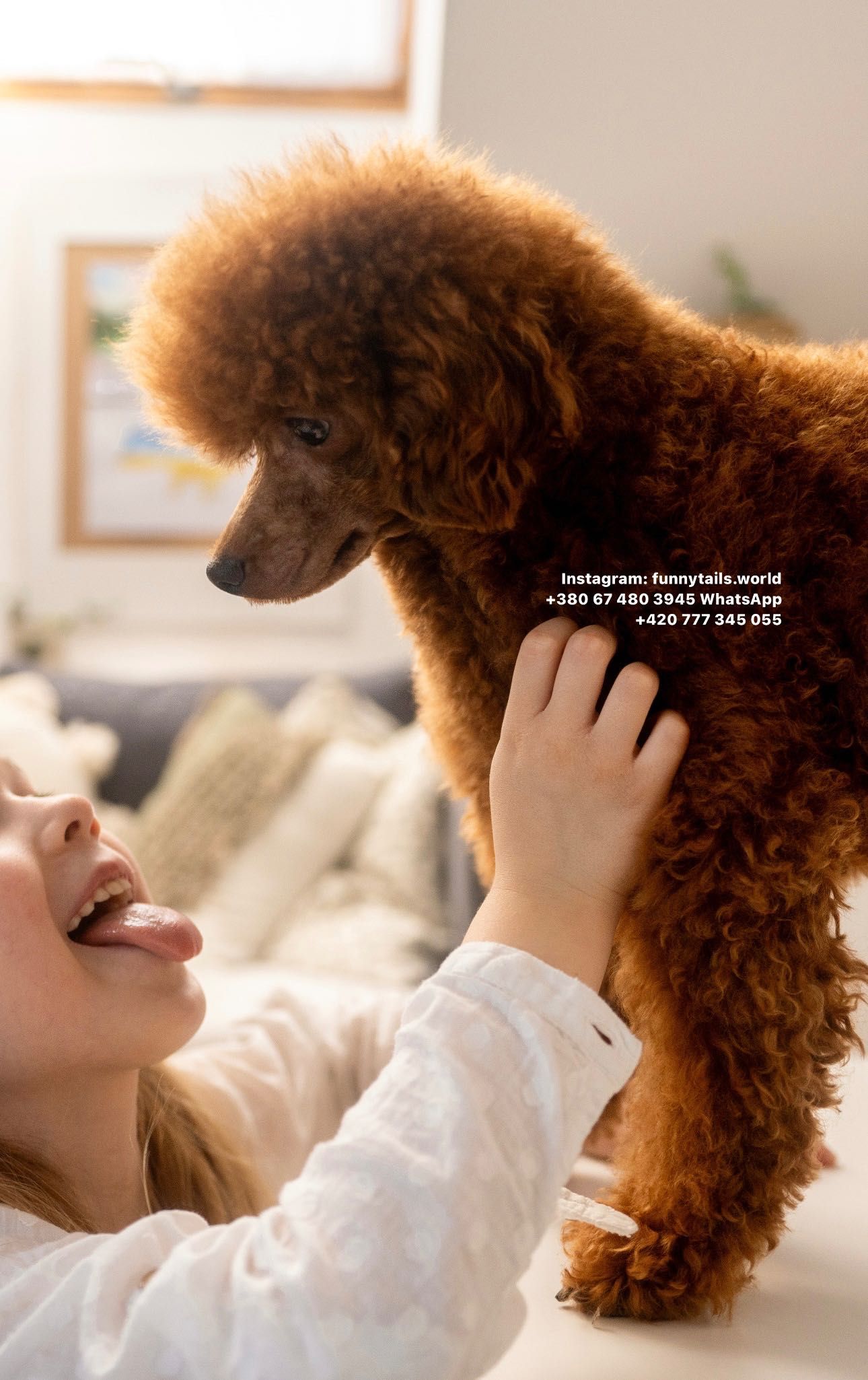 Toy poodle той пудель red brown на подушку підрощенний
