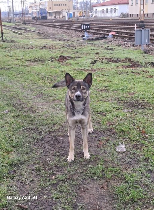 Fenek – energiczny psiak szuka odpowiedzialnego domu!