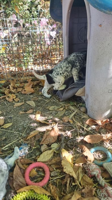 Cachorros para adoção