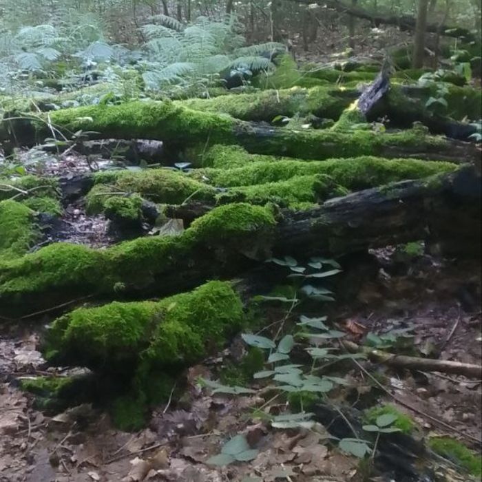 Мох плоский живий