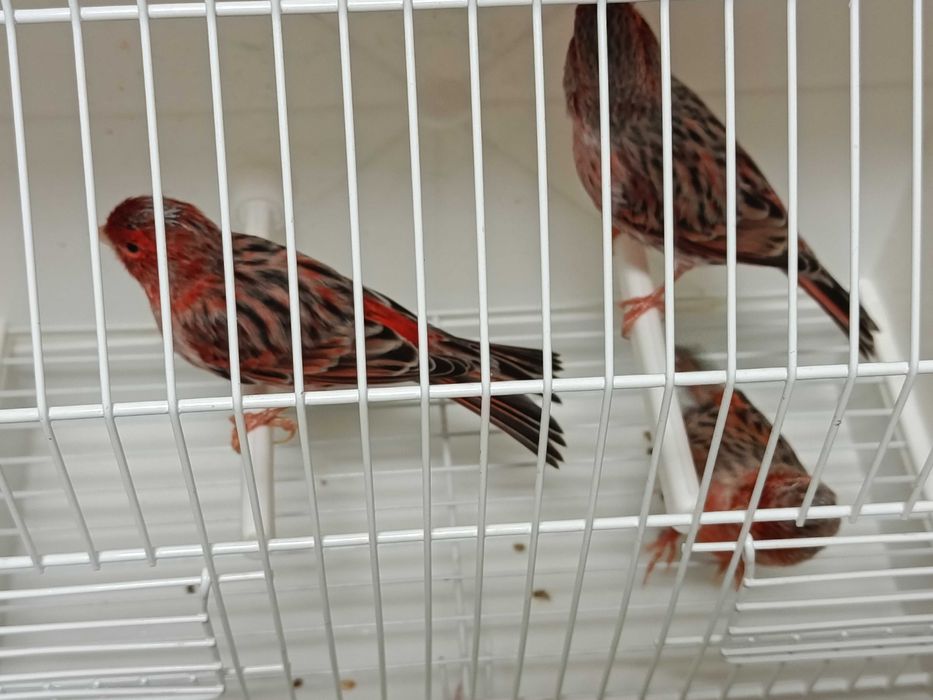 Canários ágatas vermelho nevado