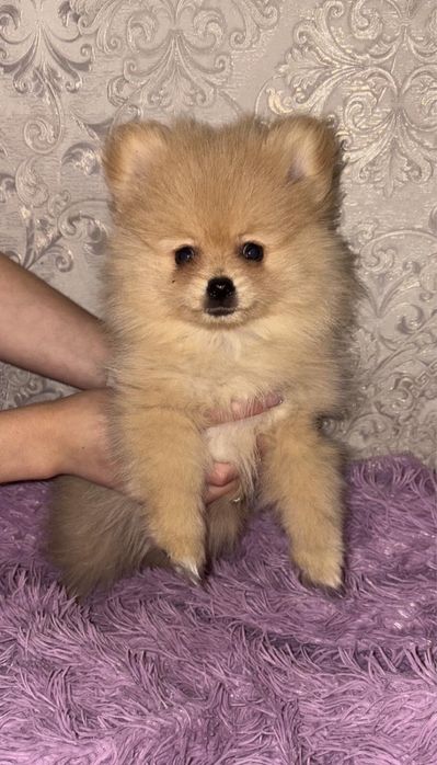 Щенки померанский шпиц