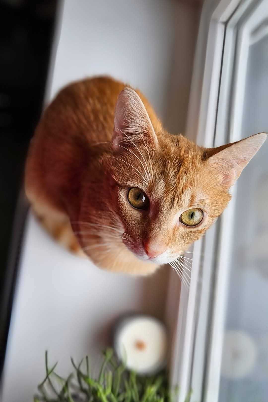 Rudy Kociak do adopcji