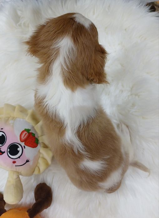Cavalier King Charles Spaniel