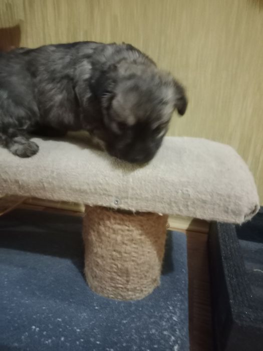 Щенок в добрые руки маленького размера как пикинес