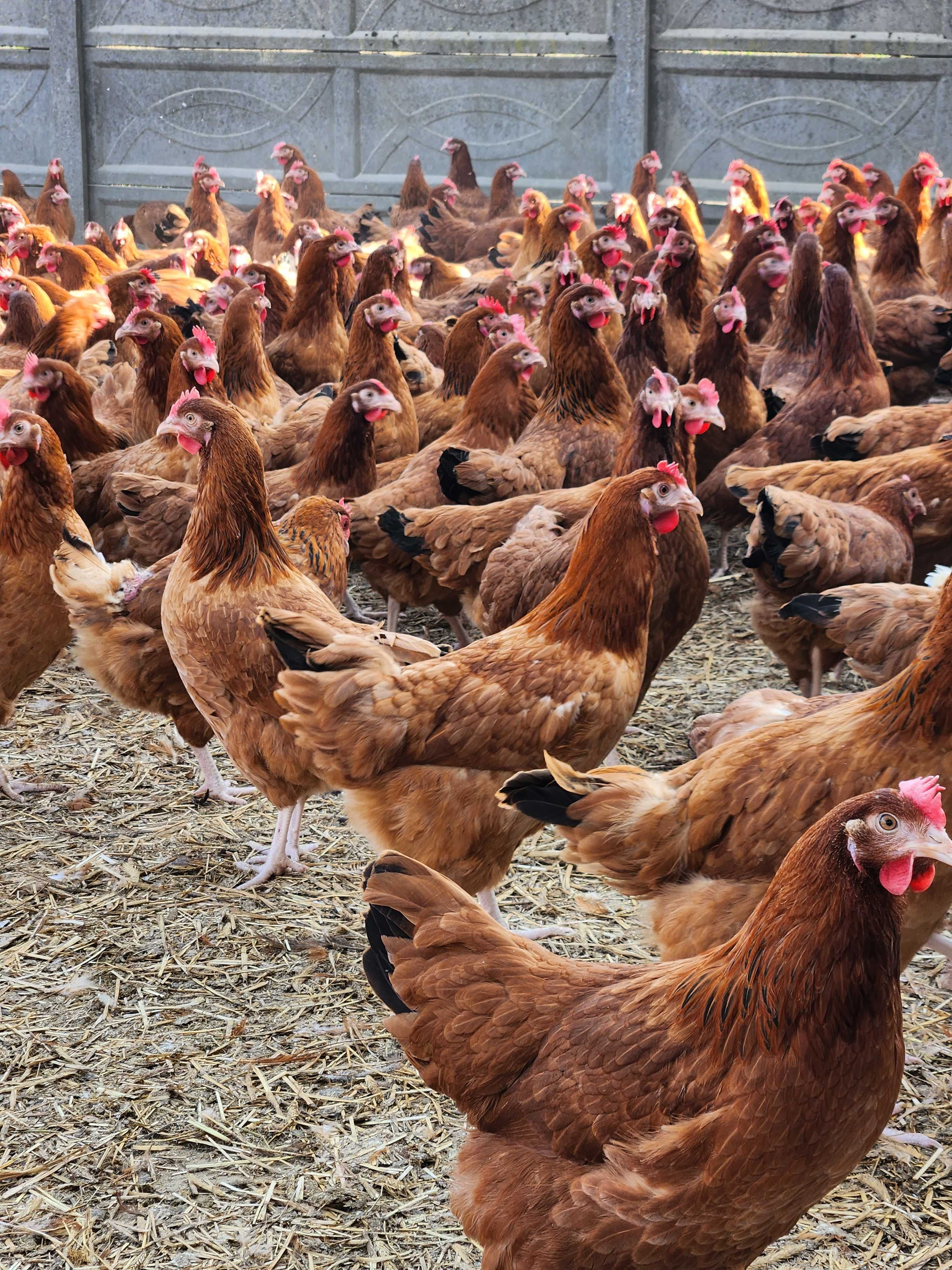 KURY z wolnego wybiegu ! NIOSKI rasy Messa Rossa Leghorn ! Dowóz !