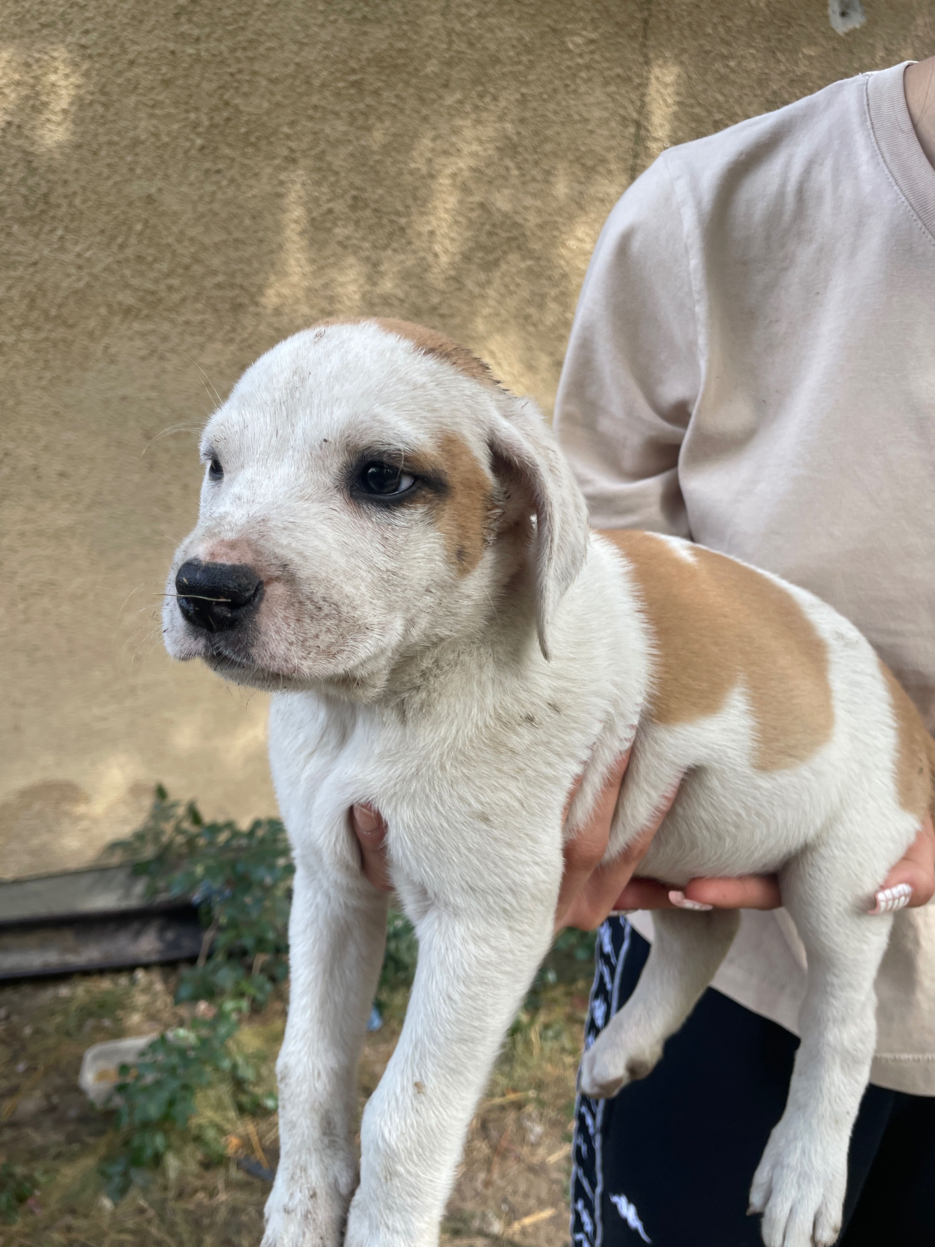 Szczeniaki po mamie amstaff
