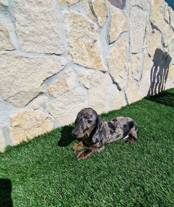 Teckel Black Merle Macho