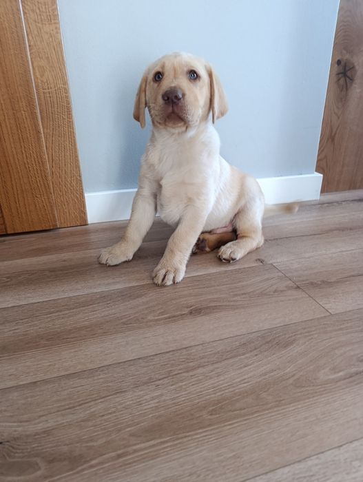 Labrador Retriever biszkoptowy pies