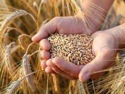 Пшениця гарної якості