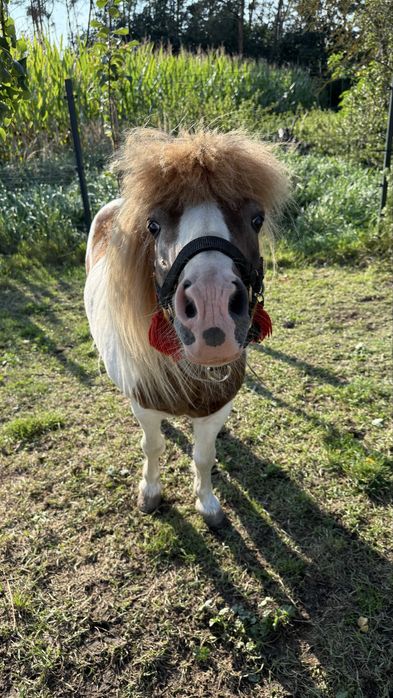 Sprzedam Ogierka kucyka