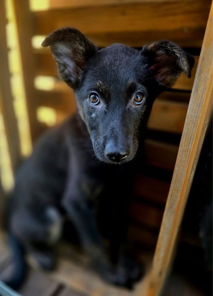 Szczeniaki do adopcji