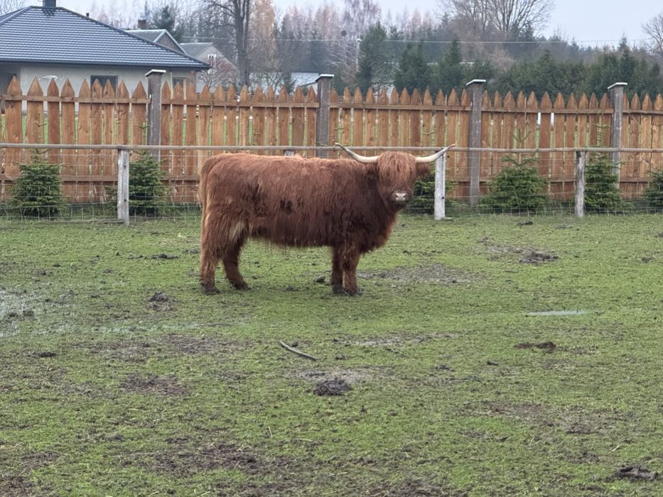 Krowa rasy Highland, wiek 3 lata