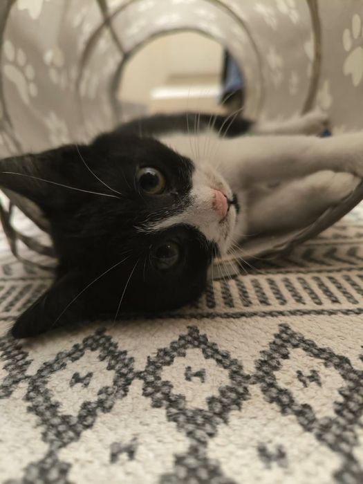 Piękna kotka i przystojny kocurek szukają kochającego domu