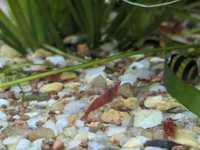 Camarões vermelhos aquário de água doce