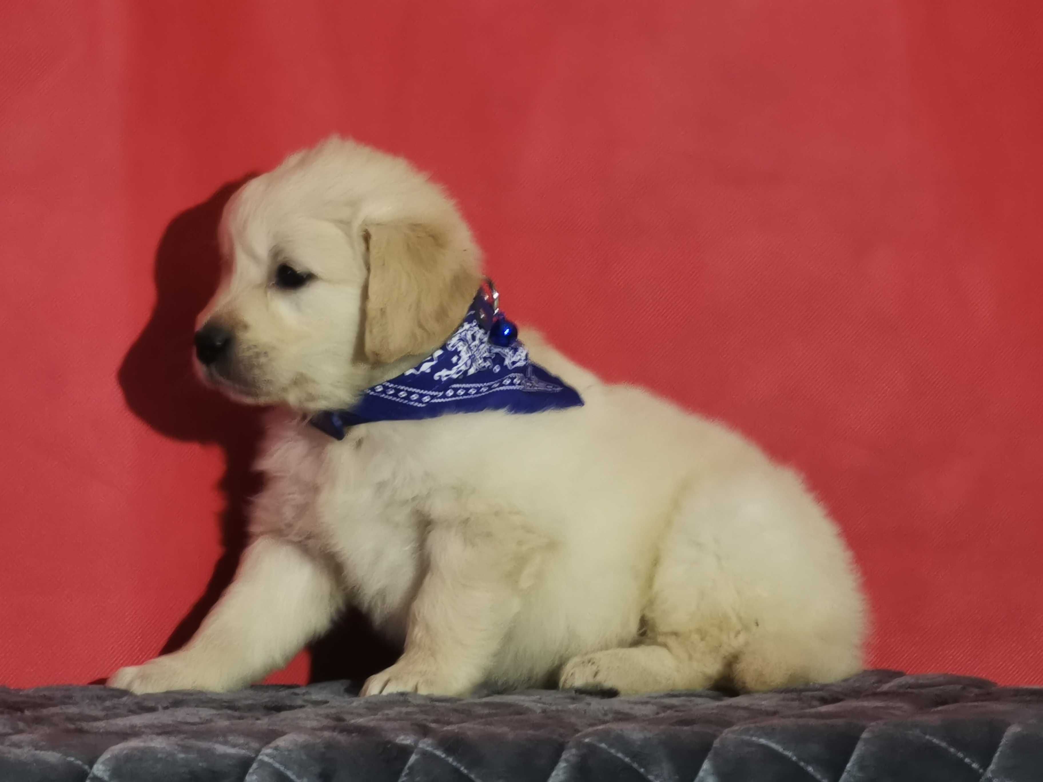 Golden retriever piesek 9 tygodni