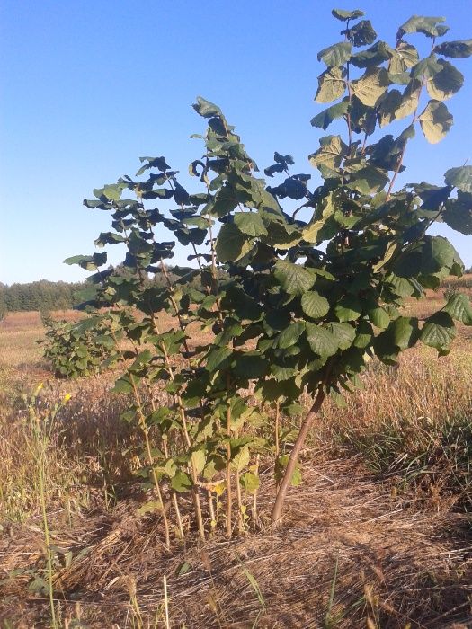Саженцы фундука, отводки