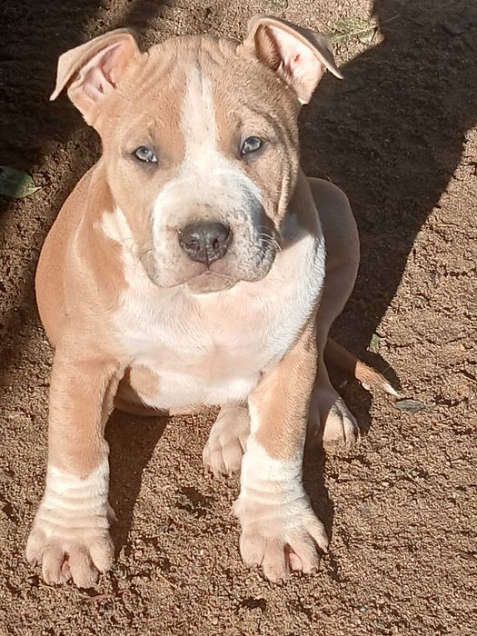 Lary,Mocny szczeniak Amstaff z rodowodem,  gotowy do odbioru