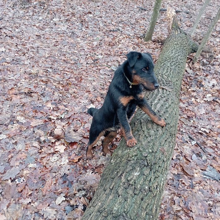 Хлопчик Ягтер'єр В'язка