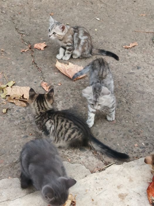 Отдам маленьких котят