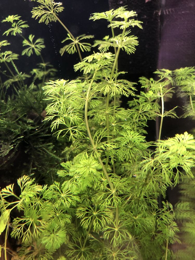 Szczepki Limnophila sesiliflora