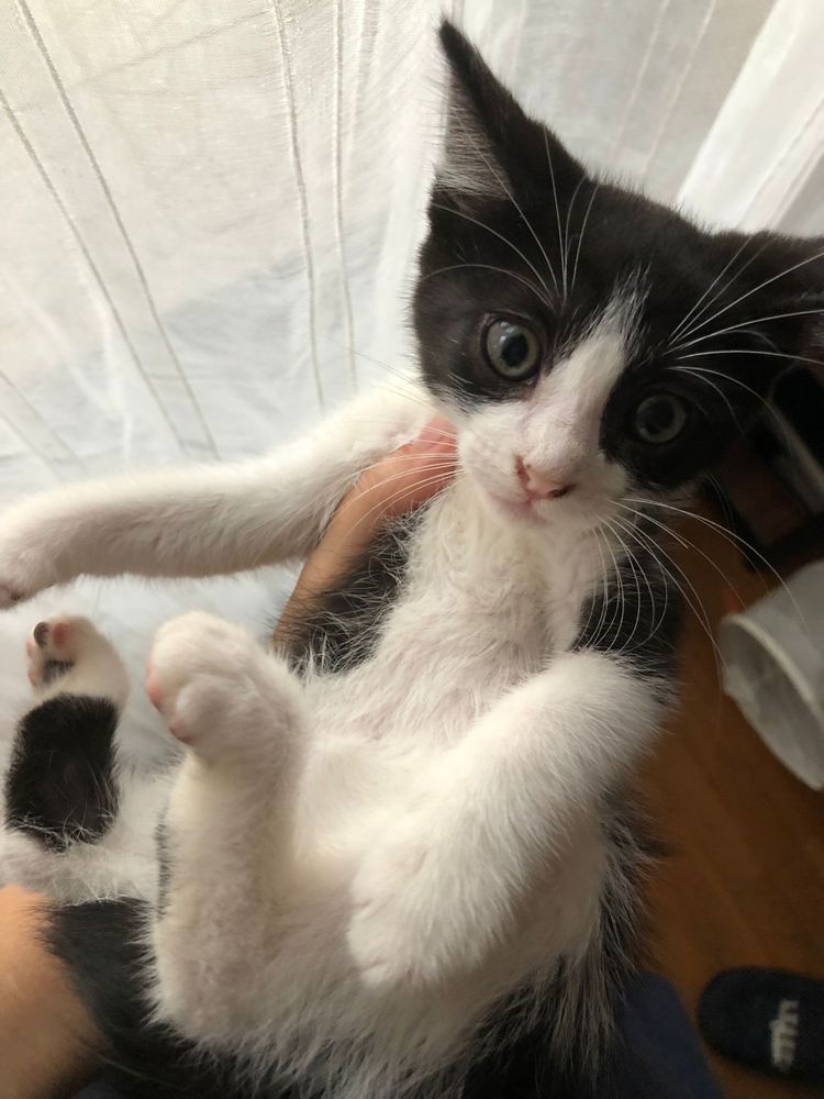 Gatinhos para adoçao consciente