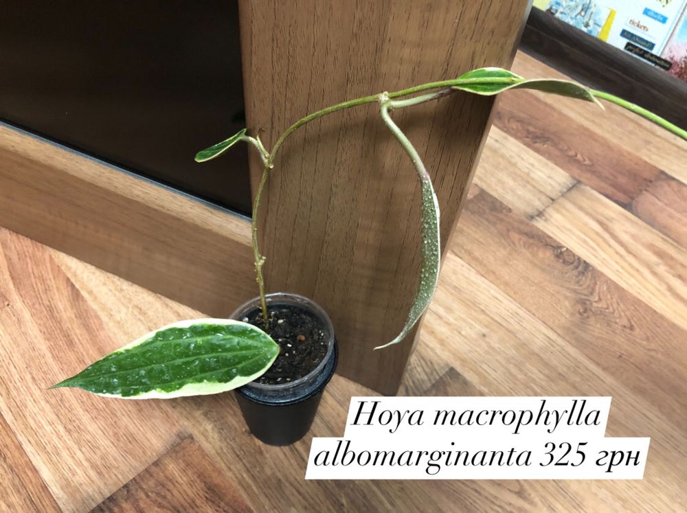 Hoya chiken farm macrophylla obavata variegated баланесис