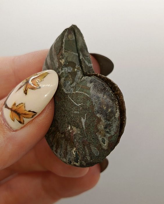 Amonit "parka" dwie sztuki