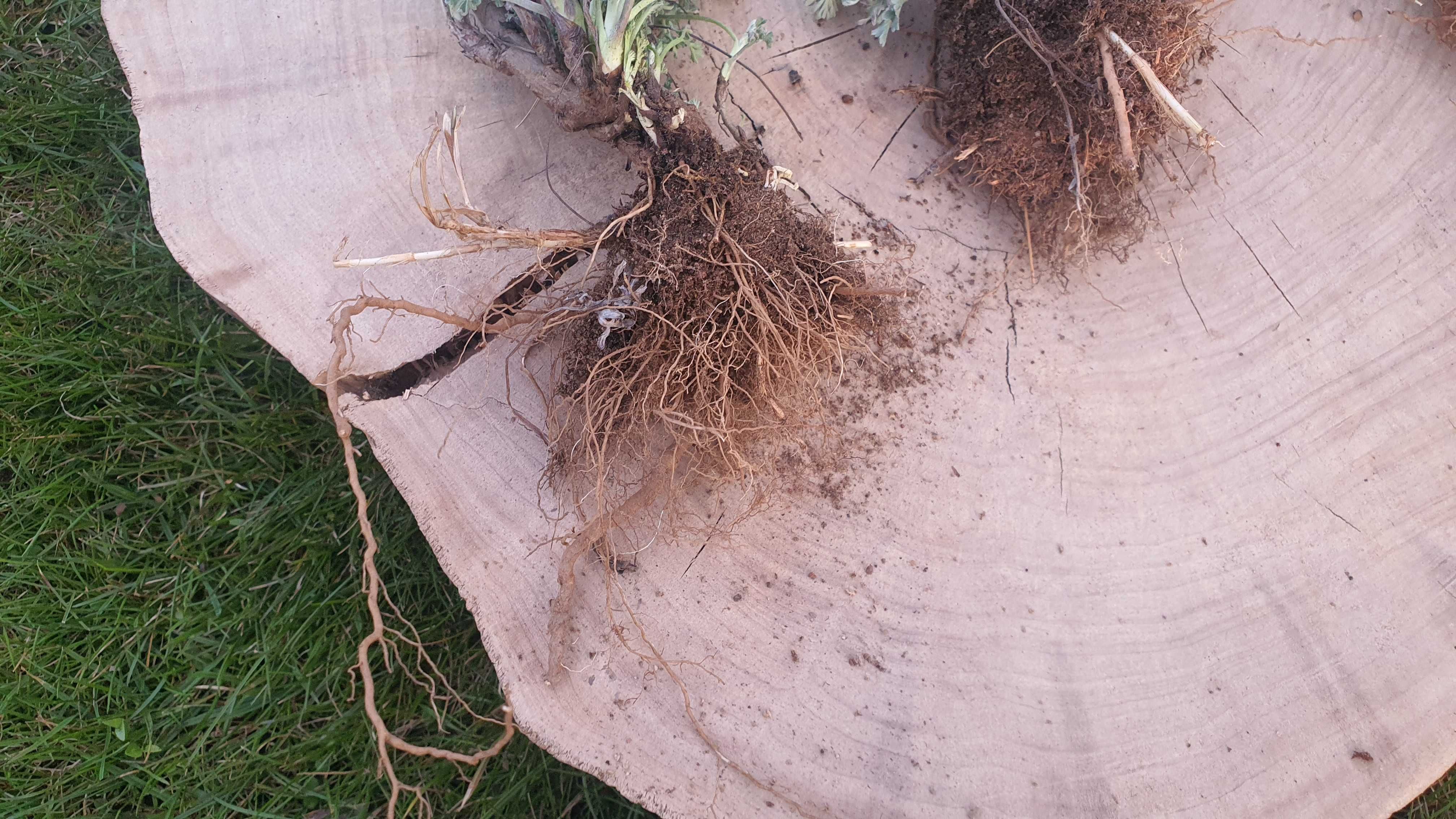 Sadzonki Bylica Piołun Artemisia absinthium sadzonka 10 sztuk