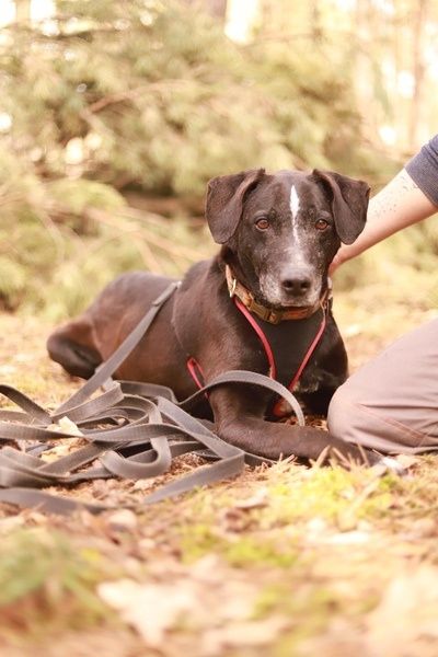 psi ideał w typie pointera poleca się do adopcji