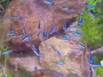 néon azul pequeno