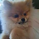 Pomeranian  Szpic miniaturka