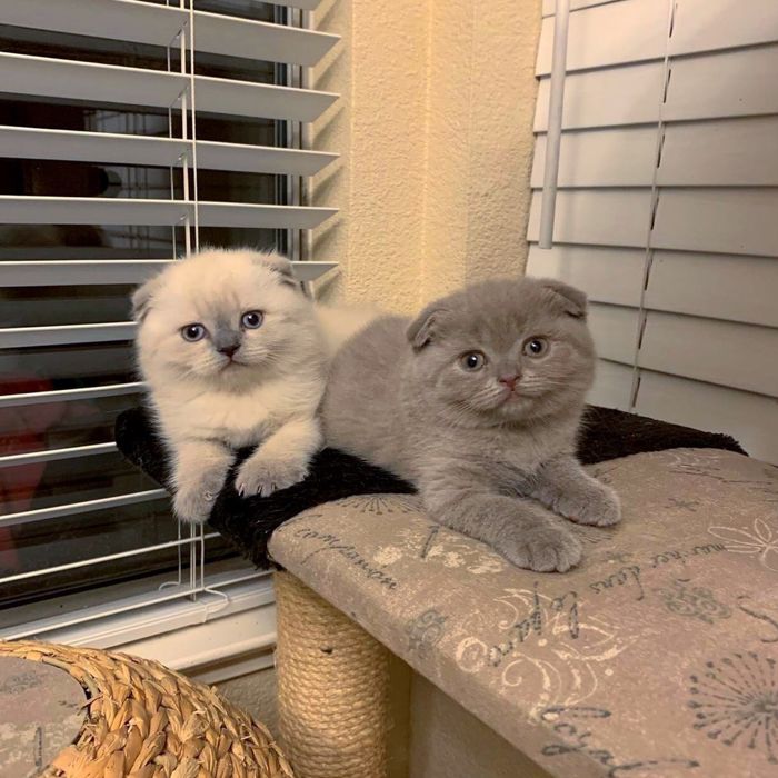 Лілові та блю-пойнтові висловушки