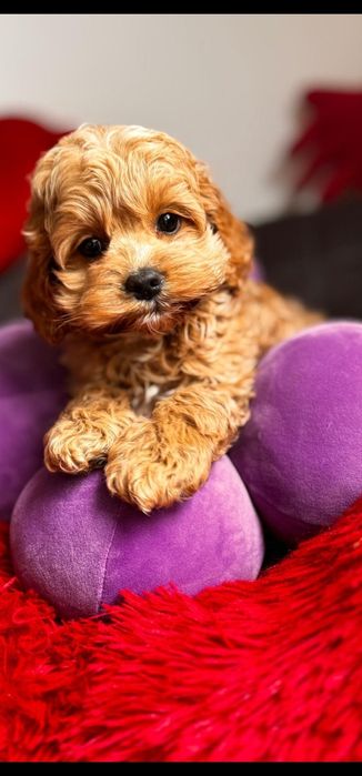Cudnej urody cocapoo - pudel i cocker spaniel amerykański