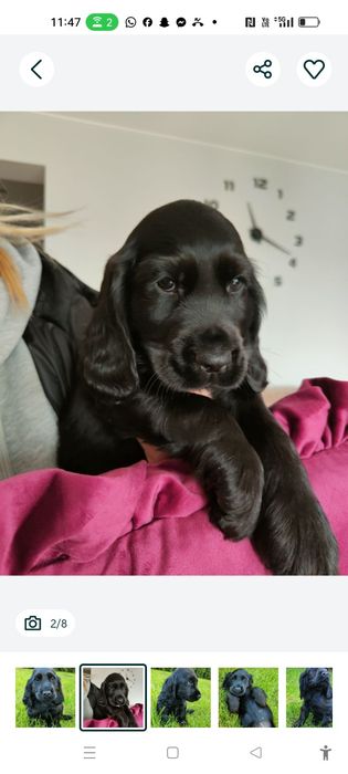 Wyjątkowy czarny piesek Cocker spaniel