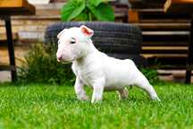 SUCZKA Bulterier STANDARD biały szczeniak (Bullterrier)