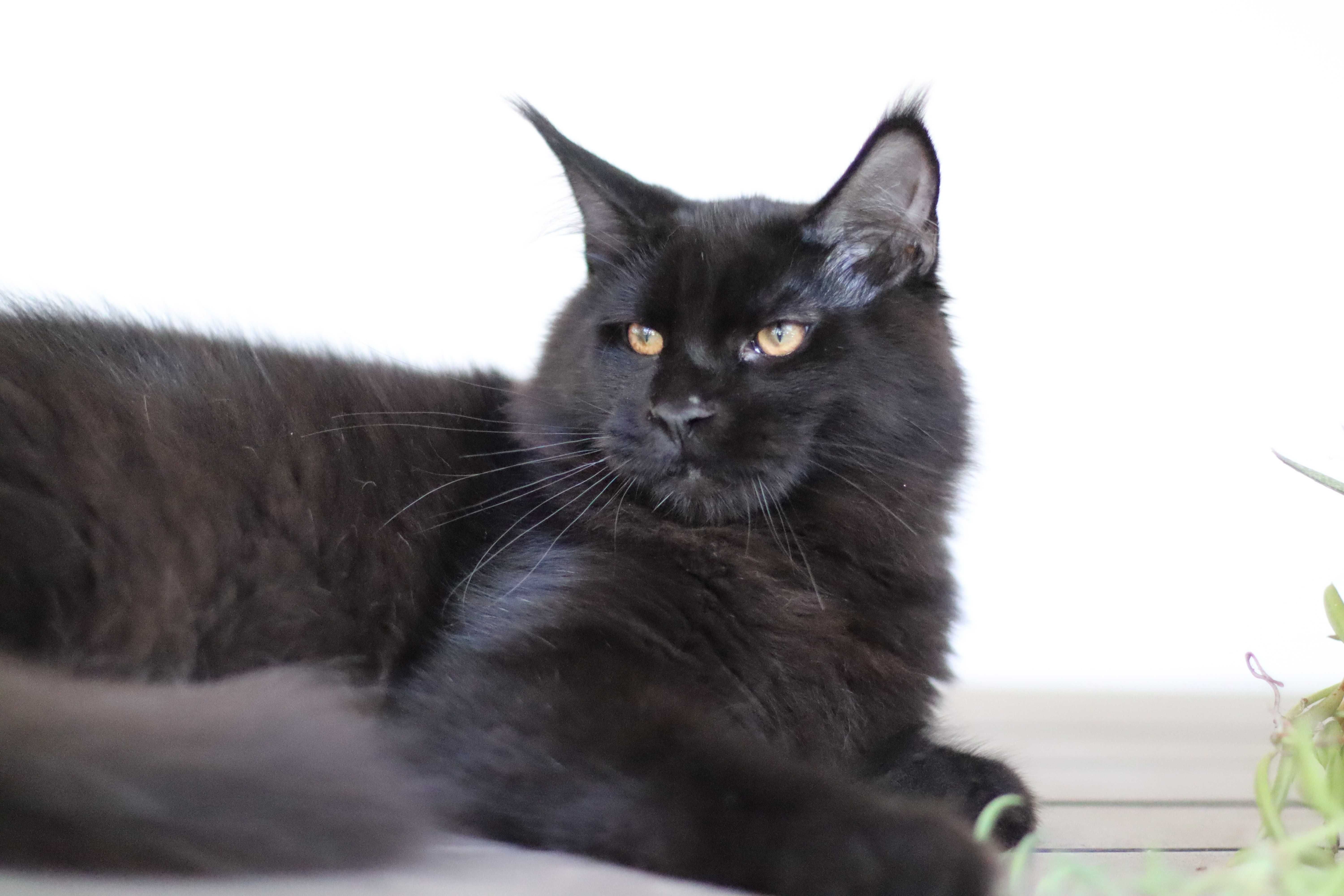 Gatinho maine coon - LOP uma autentica pantera negra