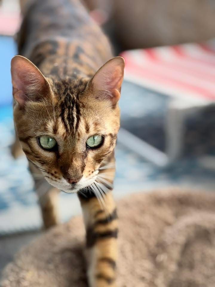 Bengal i Szarusia do adopcji wspolnej szukaja domu