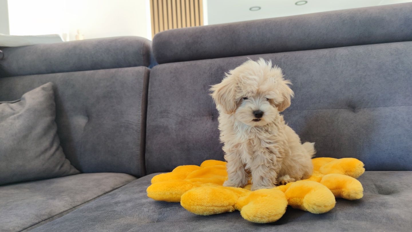 Maltipoo maltipoo